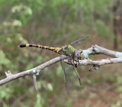 Paragomphus genei