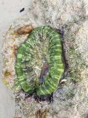 Stichodactyla haddoni