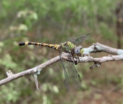 Paragomphus genei