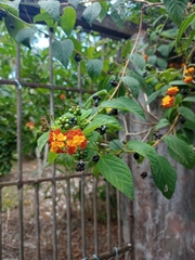 Lantana hirsuta amazonica