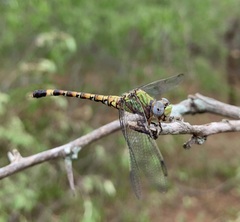 Paragomphus genei