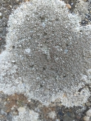 Lecanora campestris