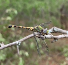 Paragomphus genei