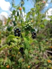Lantana hirsuta amazonica
