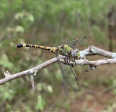 Paragomphus genei