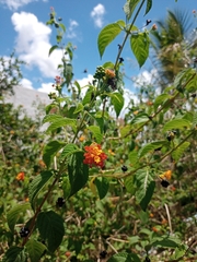 Lantana hirsuta amazonica