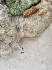 Stichodactyla haddoni