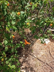 Lantana hirsuta amazonica