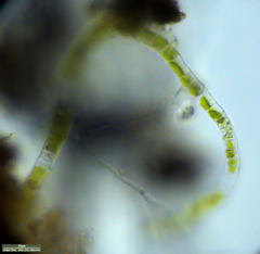 Klebsormidium