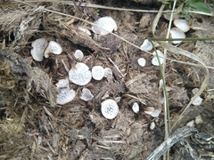 Poronia punctata