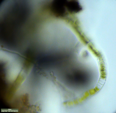 Klebsormidium