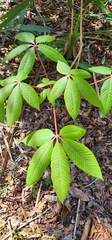Aesculus pavia