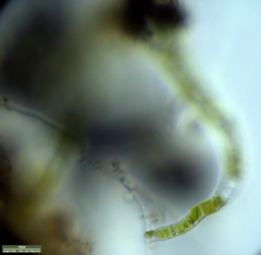 Klebsormidium
