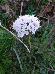 Valeriana italica