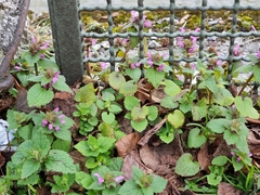 Lamium purpureum