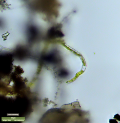 Klebsormidium