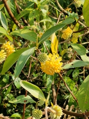 Edgeworthia gardneri