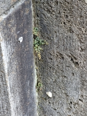 Asplenium ruta-muraria