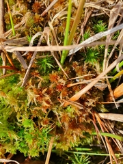 Sphagnum subnitens
