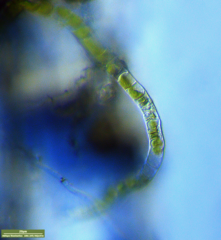 Klebsormidium