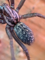Eratigena atrica