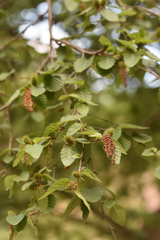 Betula chinensis