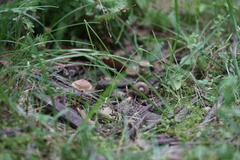 Singerocybe clitocyboides