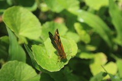 Metisella metis