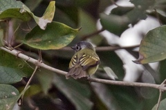 Leptopogon superciliaris