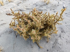 Salsoloideae