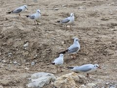 Chroicocephalus ridibundus