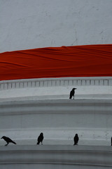 Corvus splendens