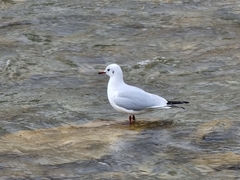 Chroicocephalus ridibundus
