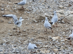 Chroicocephalus ridibundus