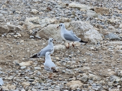 Chroicocephalus ridibundus