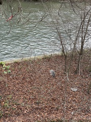 Ardea cinerea