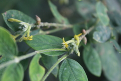 Englerodaphne pilosa