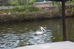 Pelecanus philippensis