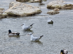 Chroicocephalus ridibundus