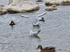 Chroicocephalus ridibundus