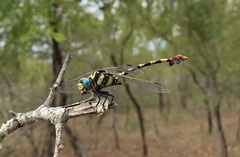 Phyllogomphus selysi