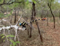 Phyllogomphus selysi