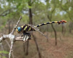 Phyllogomphus selysi