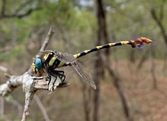 Phyllogomphus selysi