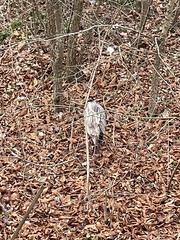 Ardea cinerea
