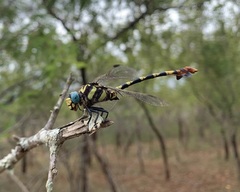 Phyllogomphus selysi