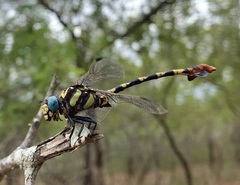 Phyllogomphus selysi