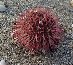 Lytechinus variegatus