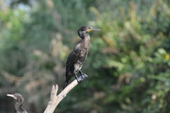 Phalacrocorax fuscicollis
