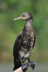 Phalacrocorax fuscicollis
